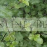 Plants Online